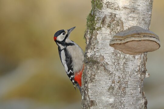 Great spotted woodpecker (Dendrocopos major) male, on the trunk of a tree with scale (Fomes fomentarius), North Rhine-Westphalia, Germany