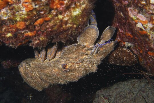 Mediterranean slipper lobster (Scyllarides latus) hiding between rocks, dive site Punta Negra, Las Galletas, Tenerife, Canary Islands, Spain