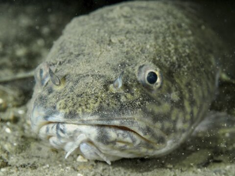 Close-up of a fish, burbot (Lota lota), on a sandy bottom, detailed facial features. Dive site Riff Williams, Herrliberg, Lake Zurich, Canton Zurich, Switzerland