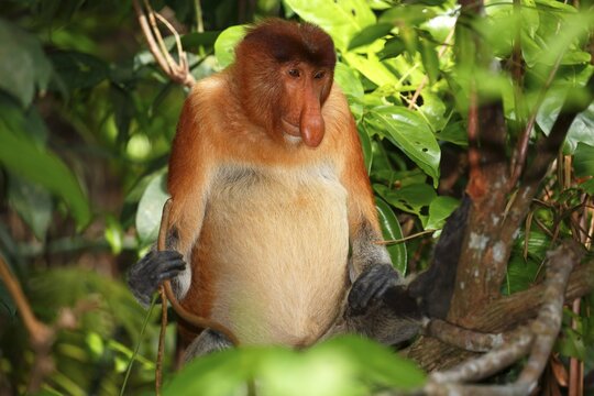 Proboscis Monkey (Nasalis larvatus), male sitting in a tree in the rain forest, Bako National Park, Sarawak, Borneo, Malaysia