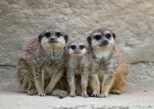 Meerkat (Suricata suricatta), three kittens 28 and 10 weeks, captive, Germany