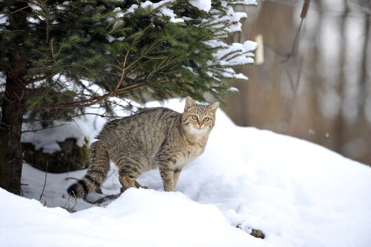 Wildcat (Felis silvestris) in winter, in front of den