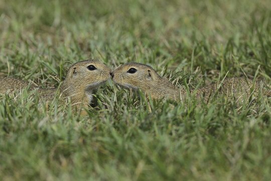 European ground squirrel (Spermophilus citellus) in a meadow, two animals meet and sniff each other, Burgenland Austria
