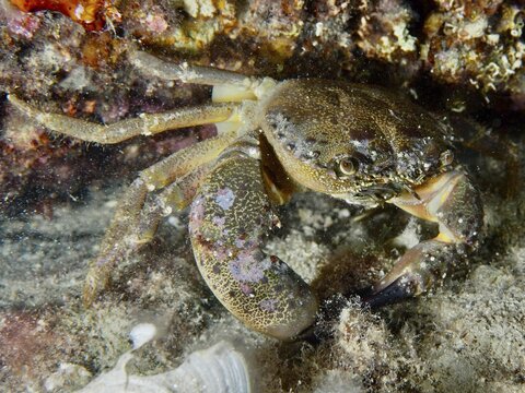 A crab, Warty Crab (Eriphia verrucosa), moves cautiously across a rocky seabed, Mediterranean Sea