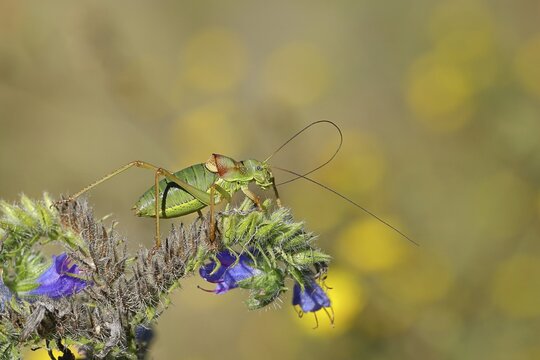 Steppe saddle grasshopper, steppe saddle grasshopper (Ephippiger ephippiger), male, on Viper's bugloss (Echium vulgare), with bokeh in the background, leafhoppers, long-fingered grasshoppers, Red List of Germany, specially protected species, critically endangered, Cochem, Moselle, Rhineland-Palatinate, Germany