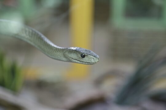 Western green mamba (Dendroaspis viridis), green mamba, venomous snake, climbing in a tree, animal portrait, occurrence in Africa, captive, Terrazoo, North Rhine-Westphalia, Germany