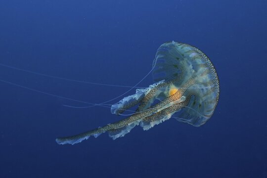 Mauve stinger (Pelagia noctiluca), in the Mediterranean Sea near Hy&egrave;res, solid blue background, releasable. Dive site Giens Peninsula, C&ocirc;te dAzur, France