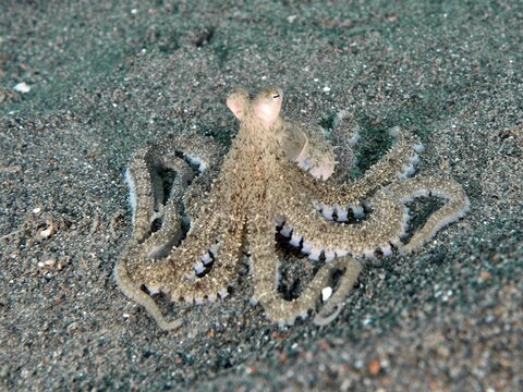 A marbled octopus (Amphioctopus aegina) with outstretched tentacles on sand, dive site Puri Jati, Umeanyar, Bali, Indonesia