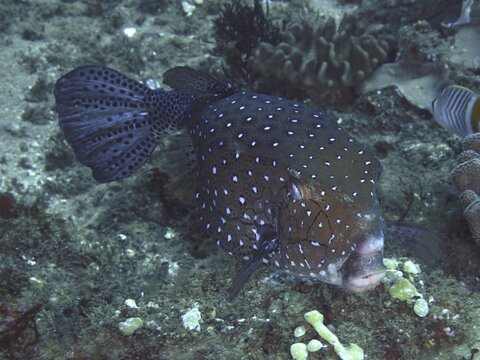 Yellow boxfish (Ostracion cubicus), dive site Sodwana Bay National Park, Maputaland Marine Reserve, KwaZulu Natal, South Africa