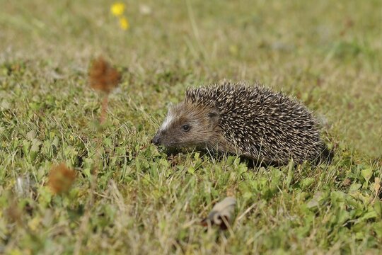 European hedgehog (erinaceus europaeus), juvenile, in a meadow orchard, Wilnsdorf, North Rhine-Westphalia, Germany