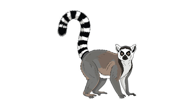 Side profile of a ring-tailed lemur standing on its four legs with its iconic black and white striped tail held high against a white backdrop.