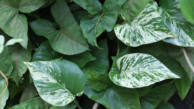 Marble Queen Pothos (Epipremnum aureum 'Marble Queen') as natural green leaves background