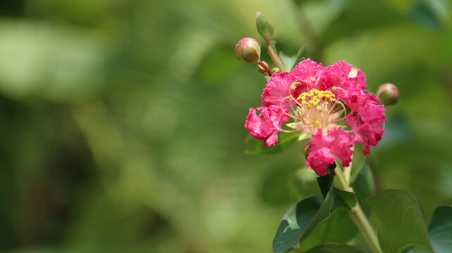 close up of Crape Myrtle blossom Lagerstroemia indica