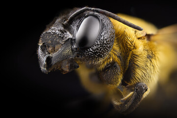 Detailed macro profile portrait of a bee on black background © ValentinValkov