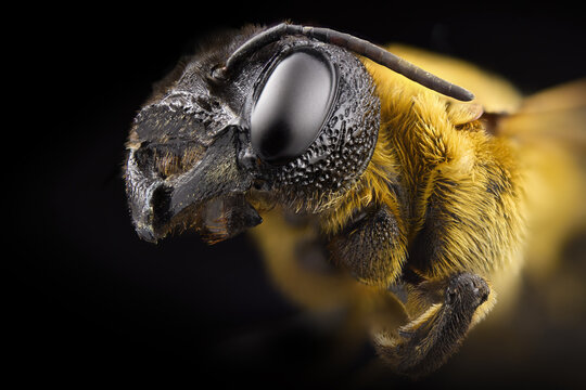 Detailed macro profile portrait of a bee on black background