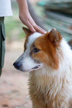 Hand of people touching on Thai Bangkaew dog with fluffy white and brown fur. A Loyal and cheerful dog
