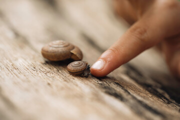 Child Carefully Observing a Small Land Snail During Outdoor Science Exploration © DEWINs