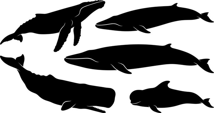 Whale Species Silhouette Vector Illustration Set Featuring Blue Whale, Humpback, Sperm Whale, Fin Whale, and Dolphin for Marine Wildlife Educational Graphic Designs