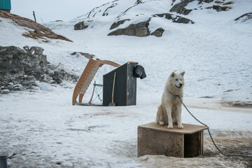 Greenlandic husky dog sitting next to traditional Greenlandic sled.  © Tara