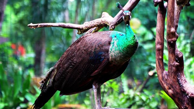 The green peacock (Pavo muticus) is one of three peacock species. has beautiful feathers, a very long tail. On top of his head there is an upright crest.