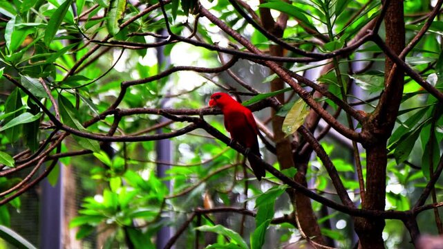Pseudeos is a genus of parrots in the family Psittaculidae. Its coloration is quite messy, irregular black and orange. It perches on tree branches.