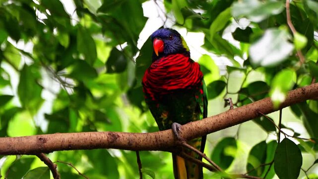 Pseudeos is a genus of parrots in the family Psittaculidae. Its coloration is quite messy, irregular black and orange. It perches on tree branches.