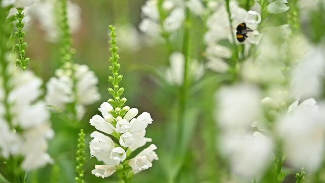 Fluffy bumblebee fluttering over blooming white flowers in a sunny garden, pollination and summer biodiversity concept