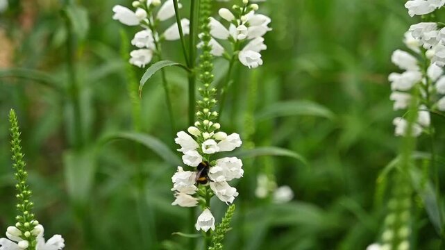 Fluffy bumblebee fluttering over blooming white flowers in a sunny garden, pollination and summer biodiversity concept