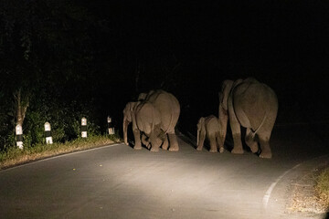 Herd of wild Asian elephants walking on an asphalt road at night illuminated by vehicle lights © wannasak
