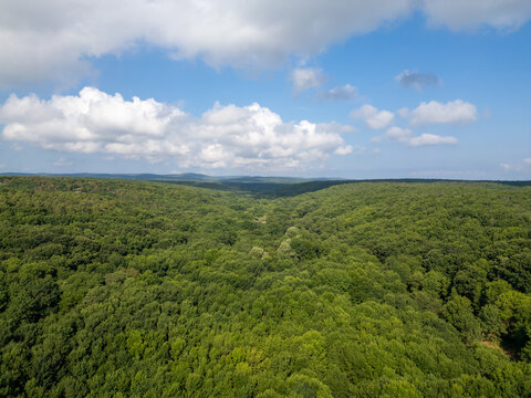 Aerial View of Endless Dense Green Forest in Strandzha Nature Park