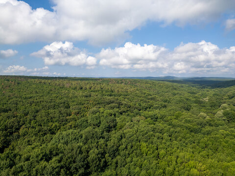 Aerial View of Endless Dense Green Forest in Strandzha Nature Park
