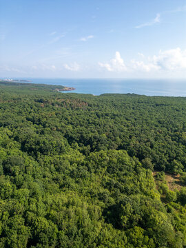 Aerial View of Strandzha Green Forest Meeting the Black Sea Coast