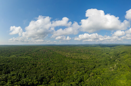 Aerial View of Endless Dense Green Forest in Strandzha Nature Park
