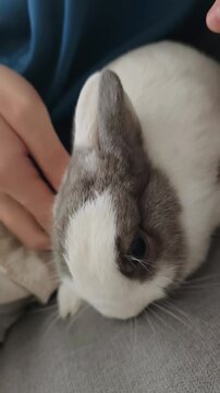Hands touching bunny.