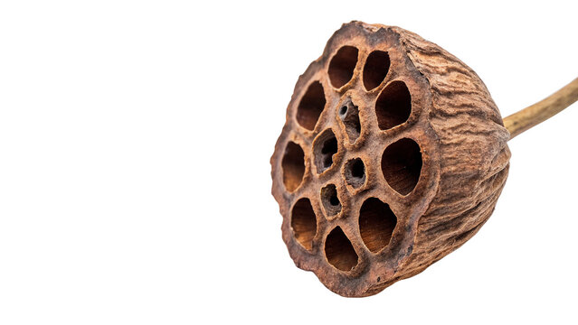 Single dry brown lotus flower seed pod decoration isolated on transparent background
