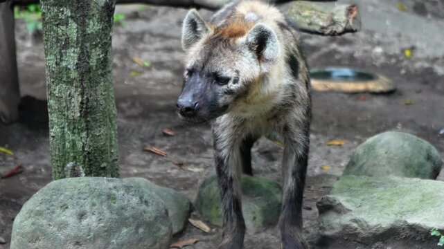Hyena or hyaena is a cat-like carnivorous mammal that belongs to the Hyaenidae family.