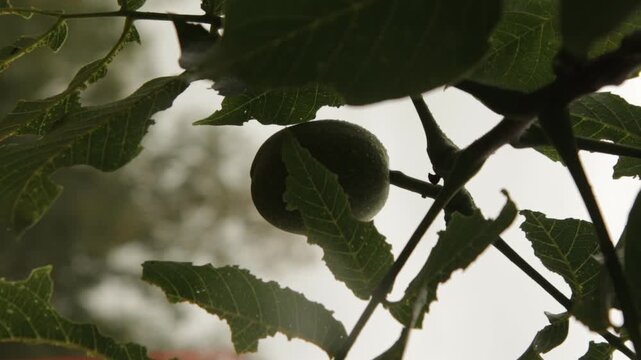 Unripe green plum growing on tree branch among leaves moving in light breeze