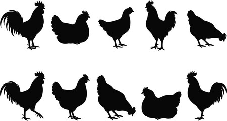 Set of detailed black chicken and rooster silhouettes isolated on a white background © Biplob Creators