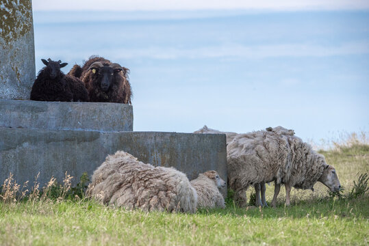 sheep on a next toa al old light house in Estonia, Odensholm island