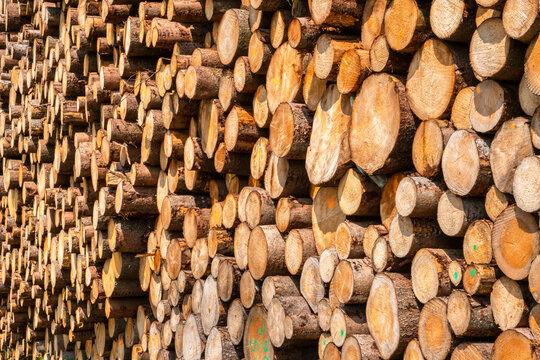 Lagerplatz von Baumst&auml;mmen f&uuml;r die Holzwirtschaft