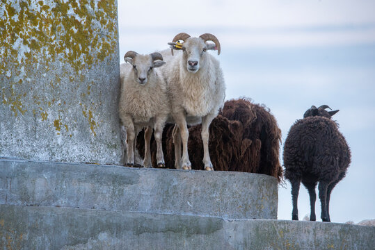 sheep on a next toa al old light house in Estonia, Odensholm island