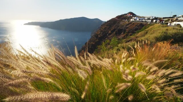 Beautiful sunset at Santorini island, Greece. Plants swaying in the light wind. Panoramic view of the island. Travel and summer vacation concept. 
