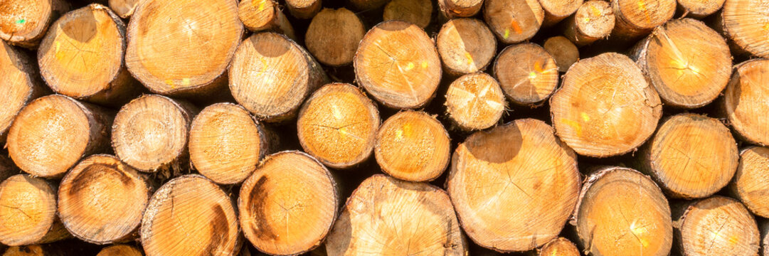 Lagerplatz von Baumst&auml;mmen f&uuml;r die Holzwirtschaft