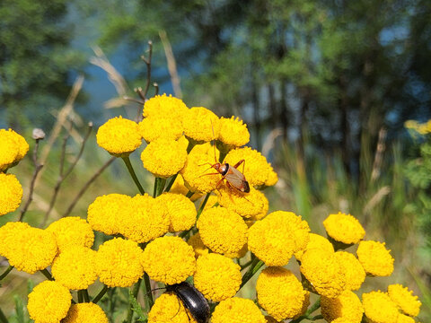 Yellow tansy flowers (Tanacetum vulgare, bitter buttons) blooming outdoors with small insects on petals in sunny summer nature landscape background.