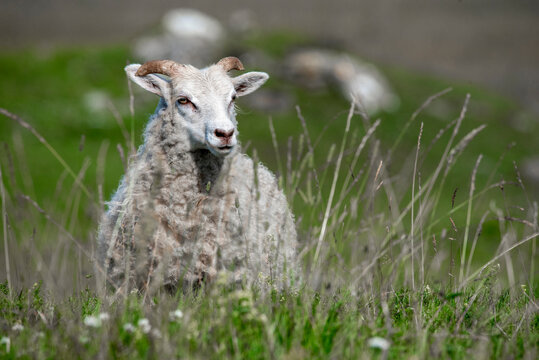 sheep on a Coastal meadow in Estonia, Odensholm island