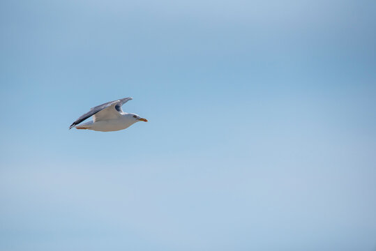 The common gull (Larus canus) in flight

