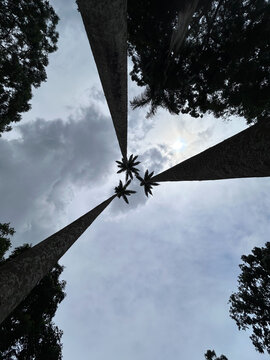 Palmeras tropicales de gran altura recortadas contra el cielo azul en el Jard&iacute;n Bot&aacute;nico de Entebbe, Uganda