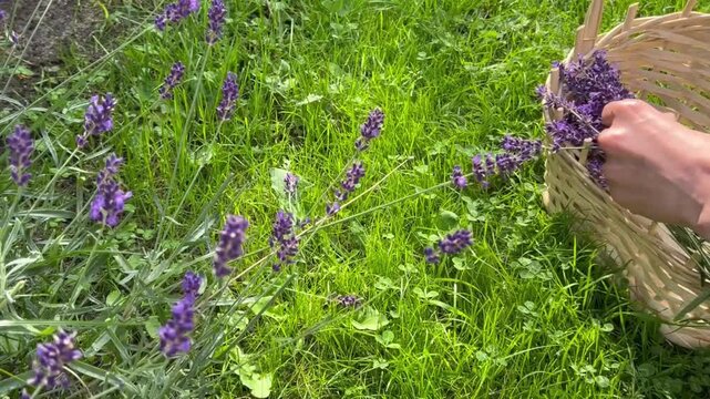 Woman&rsquo;s hands cutting flowering lavender stems with pruning shears in a green summer garden