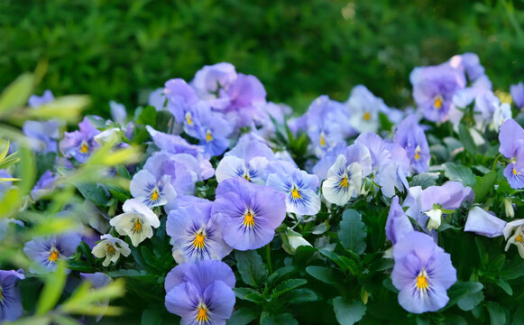 Beautiful gentle violas flowers close up in garden. flower bed with blooming light-blue pansy flowers variety "Halo Sky Blue". spring summer floral nature background. template for design