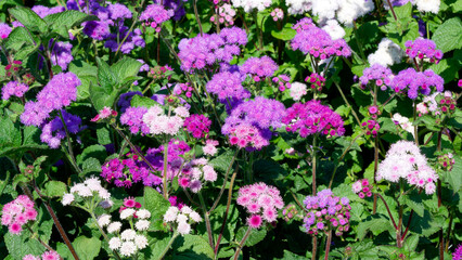Obraz premium Ageratum houstonianum - Compact clump of Flossflowers or Mexican paintbrush clusters of fluffy light pink, reddish and white flowers with mid-green ovate leaves in bedding
